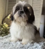 Max, a male Shih Tzu for sale in Bloomfield, IA – Photo 3 of 6