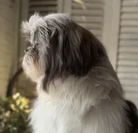 Max, a male Shih Tzu for sale in Bloomfield, IA – Photo 2 of 6