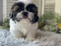 Ranger, a male Shih Tzu for sale in Bloomfield, IA – 4 of 6