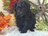 Charlie, a male Poodle - Miniature  for sale in Bloomfield, IA – 7 of 9