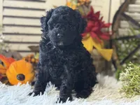 Charlie, a male Poodle - Miniature  for sale in Bloomfield, IA – 3 of 9