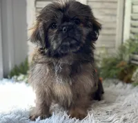 Blaz, a male Shih Tzu for sale in Bloomfield, IA – 6 of 6