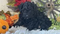 Charlie, a male Poodle - Miniature  for sale in Bloomfield, IA – 5 of 9