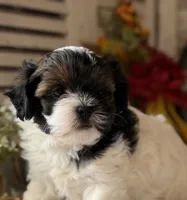 Flower, a female Shihpoo for sale in Bloomfield, IA – 3 of 9