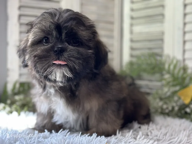 Yuma – Shih Tzu puppy for sale in Bloomfield, IA
