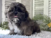 Yuma, a male Shih Tzu for sale in Bloomfield, IA – 1 of 6