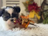 Becky, a female Shih Tzu for sale in Bloomfield, IA – 5 of 10