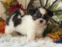 Becky, a female Shih Tzu for sale in Bloomfield, IA – 9 of 10