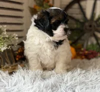 Flower, a female Shihpoo for sale in Bloomfield, IA – 6 of 9