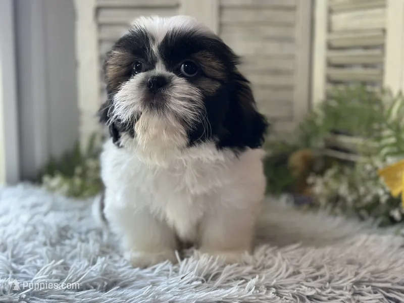 Ranger – Shih Tzu puppy for sale in Bloomfield, IA