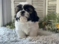 Ranger, a male Shih Tzu for sale in Bloomfield, IA – 1 of 6
