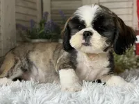 Cupid, a male Shih Tzu for sale in Bloomfield, IA – 5 of 5