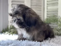 Yuma, a male Shih Tzu for sale in Bloomfield, IA – 5 of 6