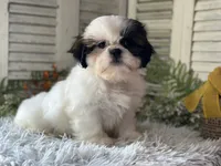 Chopper, a male Shih Tzu for sale in Bloomfield, IA – 1 of 7