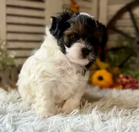 Flower, a female Shihpoo for sale in Bloomfield, IA – 8 of 9