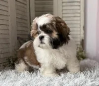 Butters, a male Shih Tzu for sale in Bloomfield, IA – 3 of 4