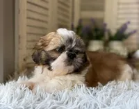 Mark, a male Shih Tzu for sale in Bloomfield, IA – 1 of 4