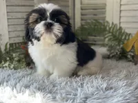 Ranger, a male Shih Tzu for sale in Bloomfield, IA – 6 of 6