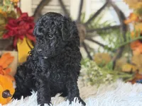 Charlie, a male Poodle - Miniature  for sale in Bloomfield, IA – 9 of 9