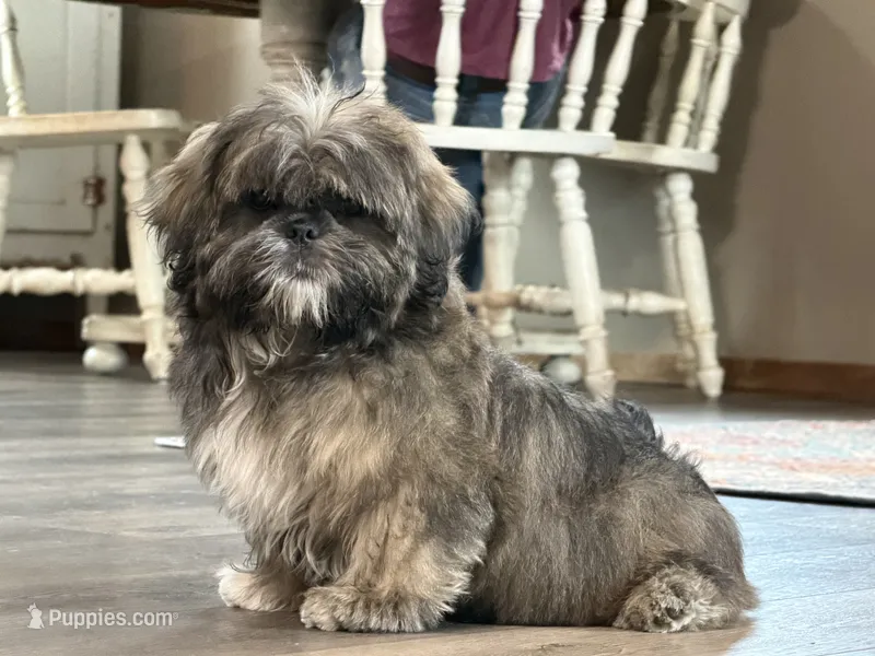 Yuma – Shih Tzu puppy for sale in Bloomfield, IA