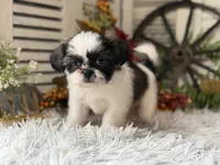 Evelyn, a female Shih Tzu for sale in Bloomfield, IA – 8 of 8