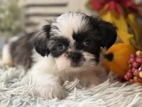 Evelyn, a female Shih Tzu for sale in Bloomfield, IA – 6 of 8
