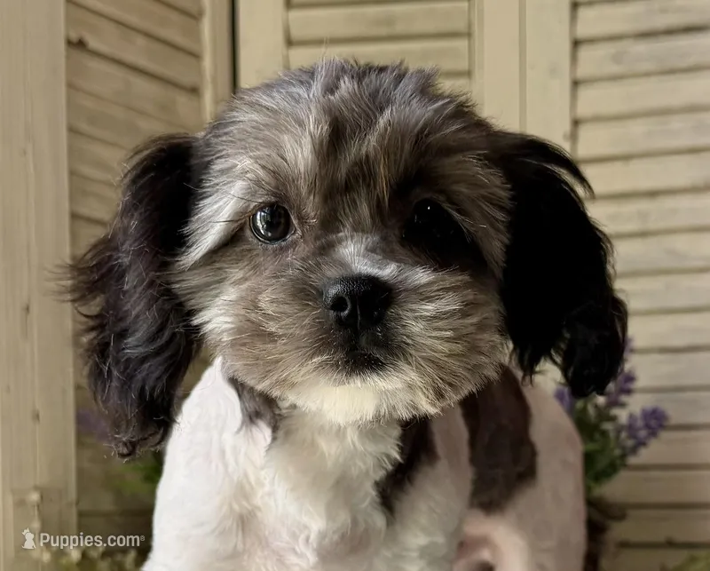 Percy – Shihpoo puppy for sale in Bloomfield, IA