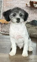 Lon, a male Shihpoo for sale in Bloomfield, IA – 2 of 3