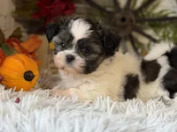 Becky, a female Shih Tzu for sale in Bloomfield, IA – 2 of 10