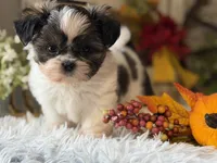 Becky, a female Shih Tzu for sale in Bloomfield, IA – 10 of 10