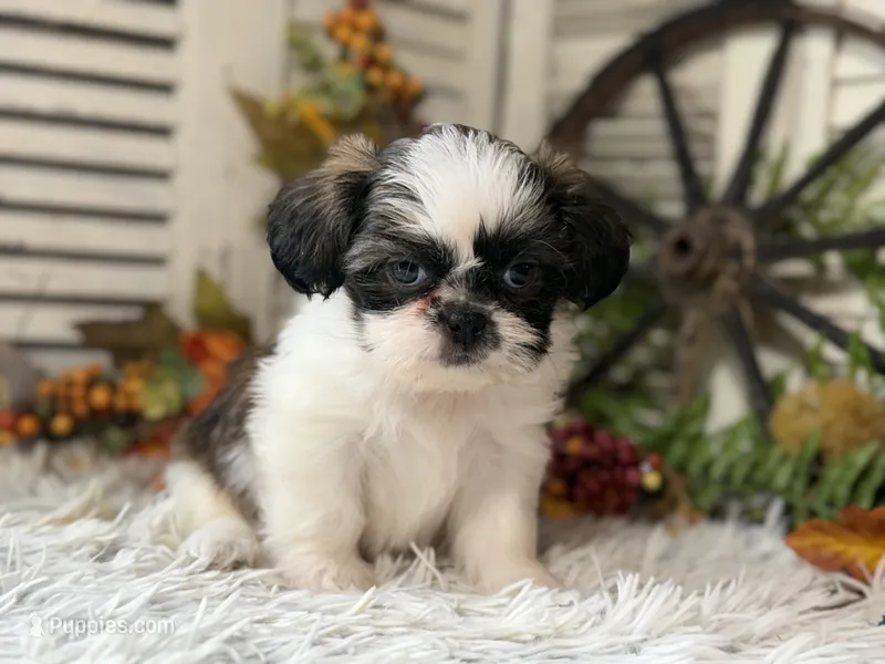 Evelyn – Shih Tzu puppy for sale in Bloomfield, IA