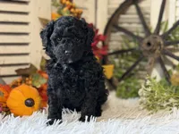 Charlie, a male Poodle - Miniature  for sale in Bloomfield, IA – 4 of 9