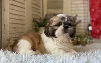Mark, a male Shih Tzu for sale in Bloomfield, IA – 4 of 4