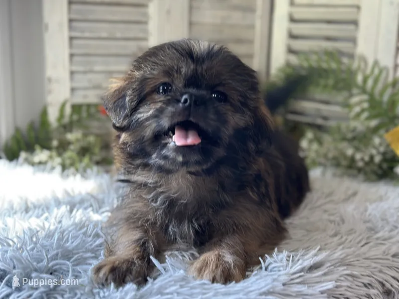 Blaz – Shih Tzu puppy for sale in Bloomfield, IA