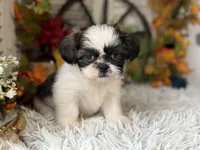 Evelyn, a female Shih Tzu for sale in Bloomfield, IA – 2 of 8