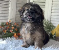 Blaz, a male Shih Tzu for sale in Bloomfield, IA – 5 of 6