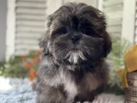 Yuma, a male Shih Tzu for sale in Bloomfield, IA – 6 of 6