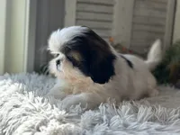 Chopper, a male Shih Tzu for sale in Bloomfield, IA – 7 of 7