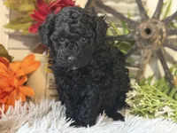 Charlie, a male Poodle - Miniature  for sale in Bloomfield, IA – 8 of 9