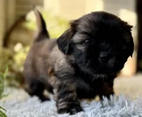 Levy, a male Shih Tzu for sale in Bloomfield, IA – Photo 1 of 6