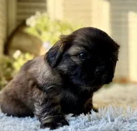 Levy, a male Shih Tzu for sale in Bloomfield, IA – Photo 2 of 6