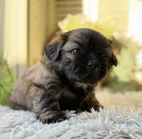 Levy, a male Shih Tzu for sale in Bloomfield, IA – Photo 4 of 6