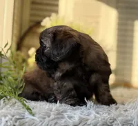 Levy, a male Shih Tzu for sale in Bloomfield, IA – Photo 5 of 6