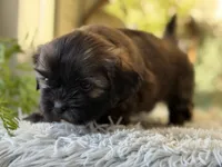 Levy, a male Shih Tzu for sale in Bloomfield, IA – Photo 3 of 6