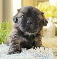 Levy, a male Shih Tzu for sale in Bloomfield, IA – Photo 6 of 6