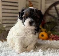 Flower, a female Shihpoo for sale in Bloomfield, IA – 7 of 9