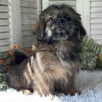 Blaz, a male Shih Tzu for sale in Bloomfield, IA – 3 of 6