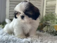 Chopper, a male Shih Tzu for sale in Bloomfield, IA – 6 of 7