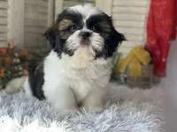 Ranger, a male Shih Tzu for sale in Bloomfield, IA – 3 of 6