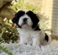Octavia, a female Shih Tzu for sale in Bloomfield, IA – Photo 2 of 8